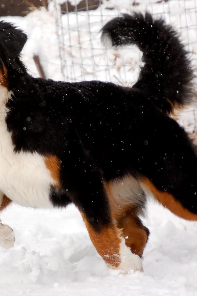 Бернская пастушья собака готовится бежать