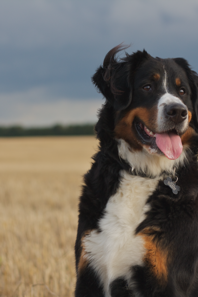 Бернская пастушья собака смотрит вдаль