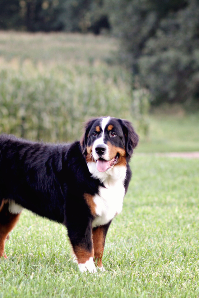Бернская пастушья собака позирует в поле