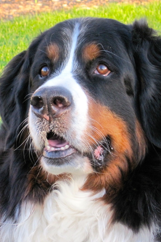 Бернская пастушья собака отдыхает на траве