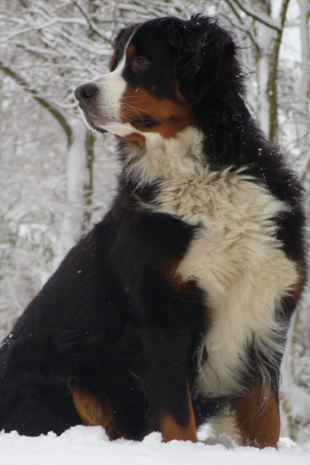 Бернская пастушья собака сидит в сугробе