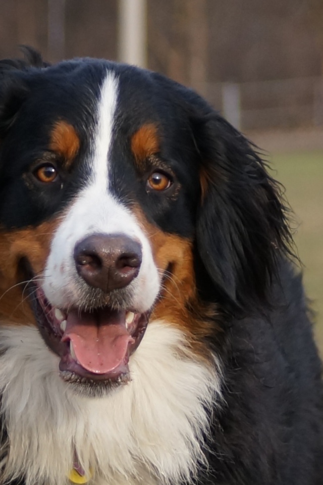 Бернская пастушья собака улыбается