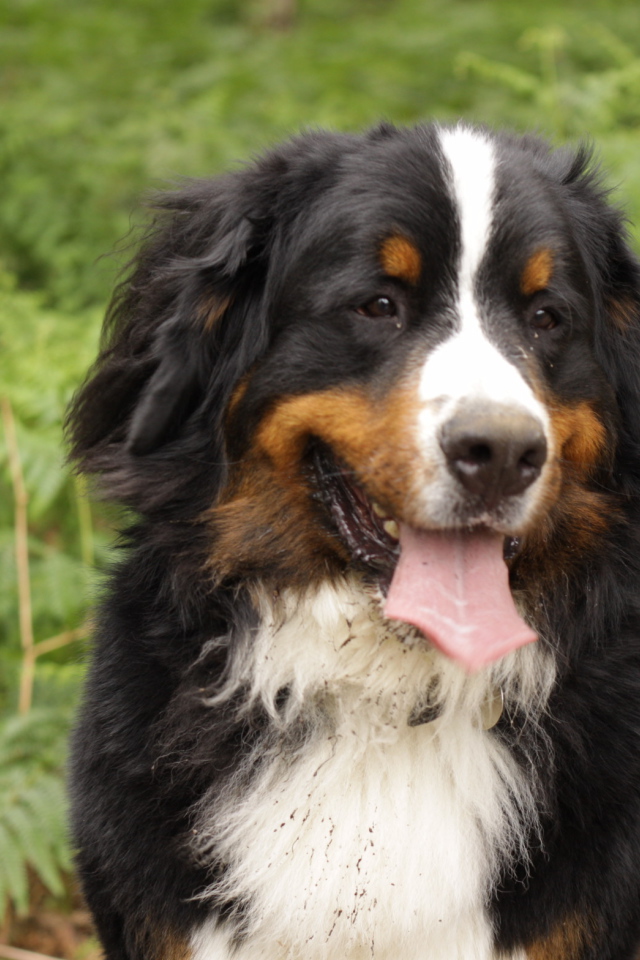 Бернская пастушья собака испачкалась в лесу