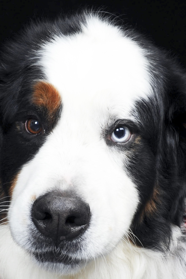 Бернская пастушья собака с разными глазами