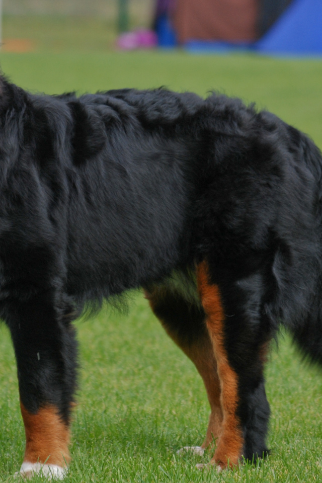 Бернская пастушья собака с длинным языком