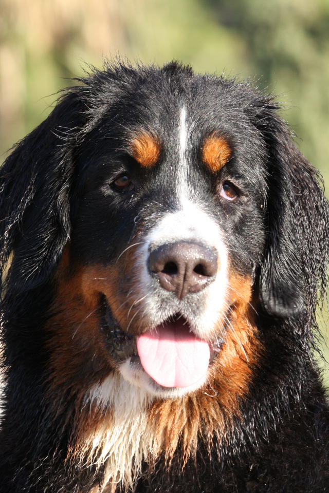 Bernese Mountain Dog with wet ears
