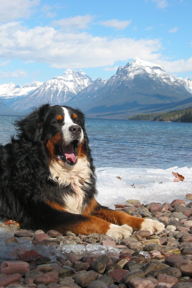 Бернская пастушья собака зевает на фоне гор