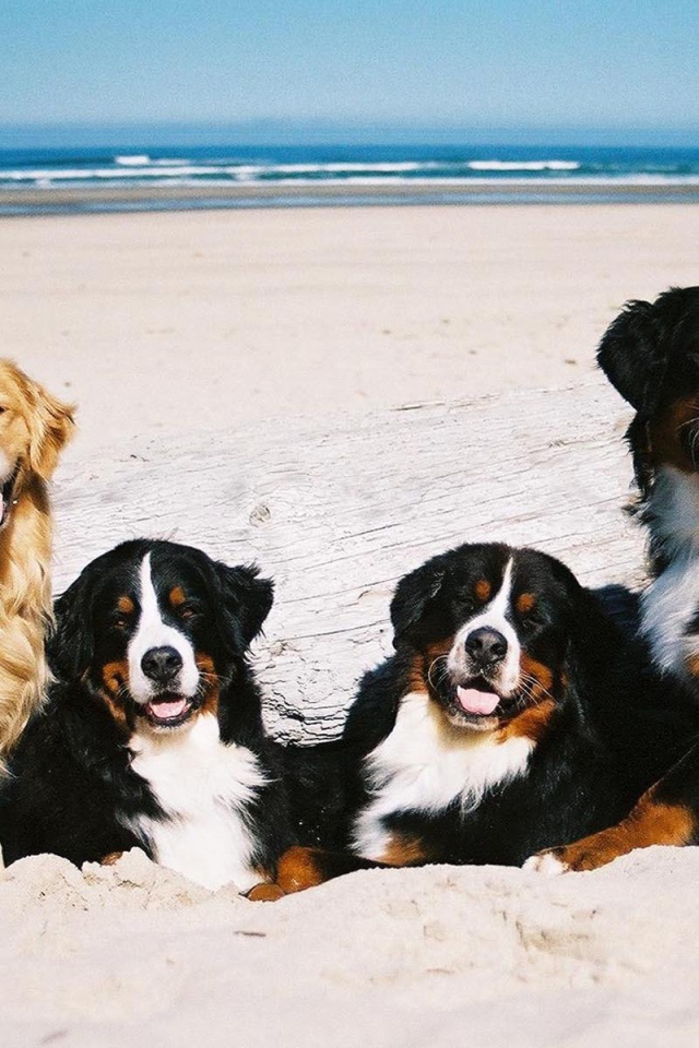 Бернские пастушьи собаки возле моря
