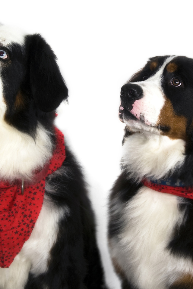 Бернские пастушьи собаки на белом фоне