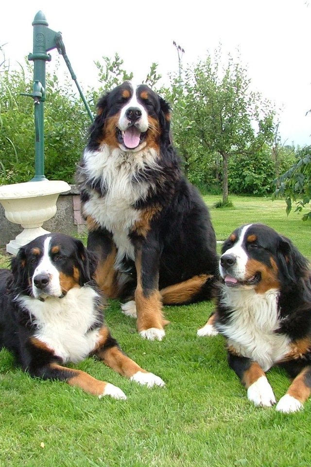 Бернские пастушьи собаки на лужайке