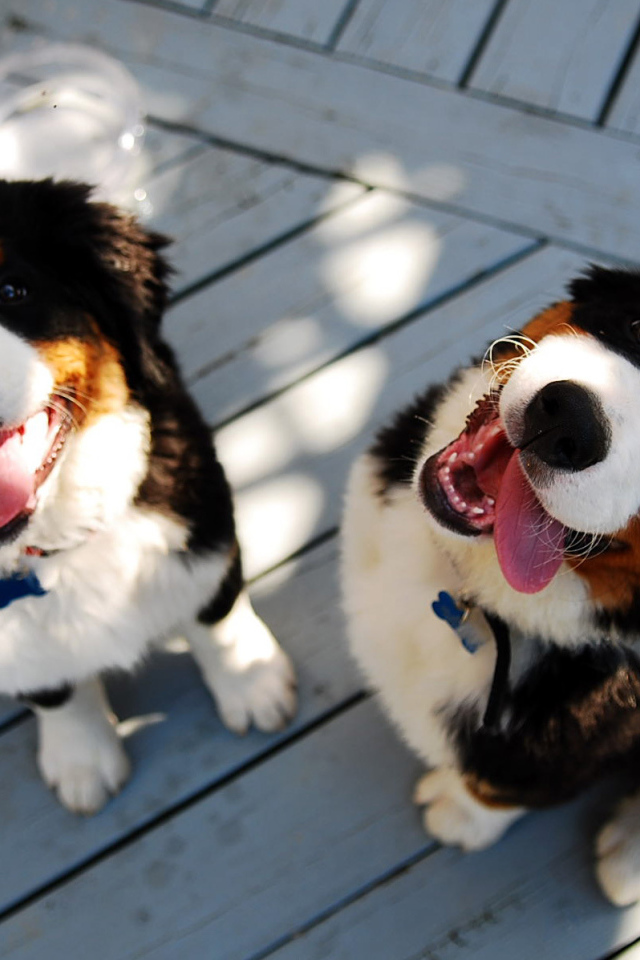 Щенки бернской пастушьей собаки улыбаются
