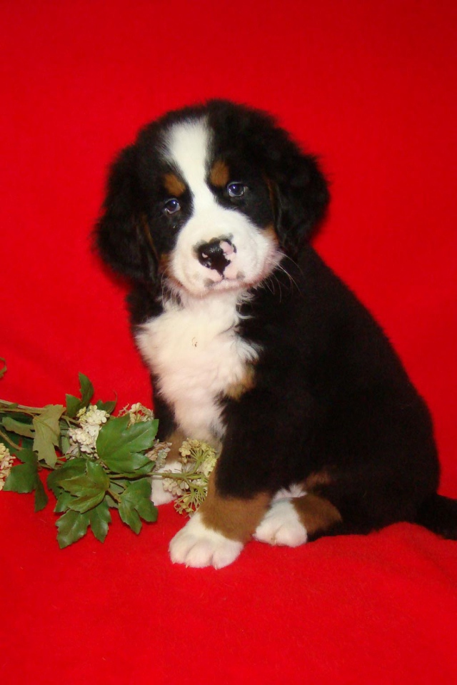 Bernese Mountain dog puppy and flower
