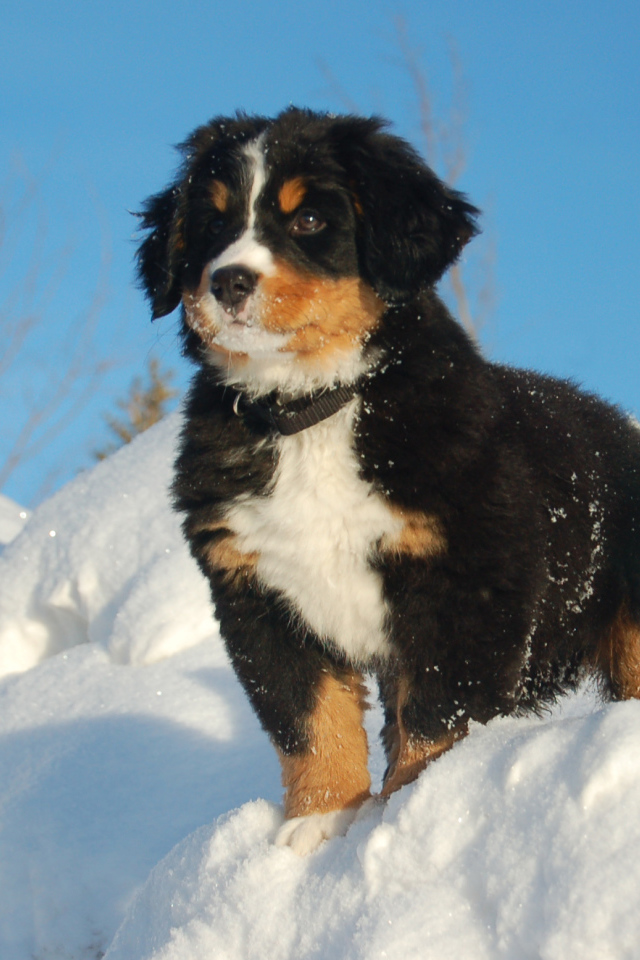 Щенок бернской пастушьей собаки смотрит вдаль
