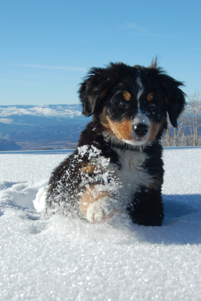 Щенок бернской пастушьей собаки в сугробе