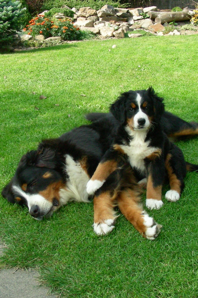 Щенок бернской пастушьей собаки с мамой