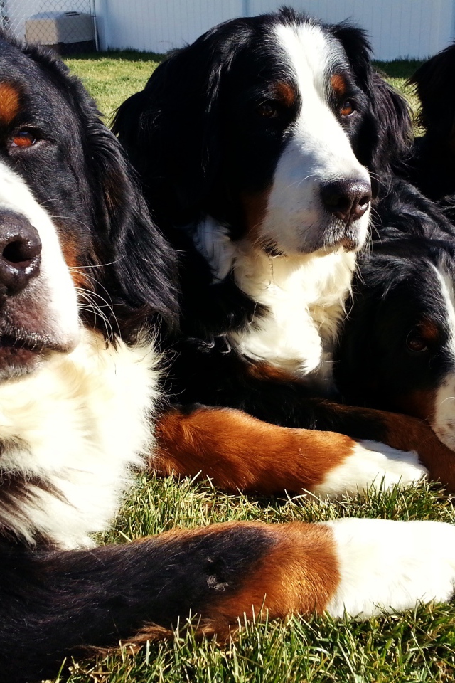 Бернские пастушьи собаки лежат на траве
