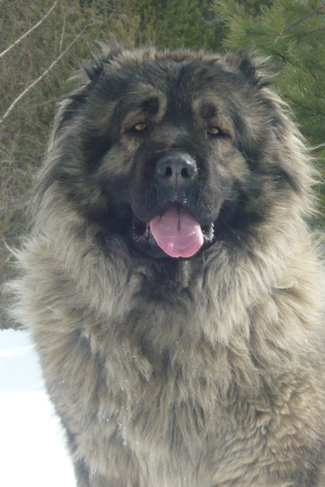 Big Caucasian Shepherd sitting on the snow