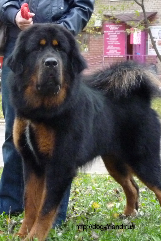 Большой черный Тибетский мастиф