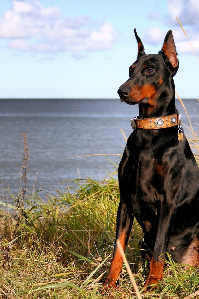 Большой доберман у озера