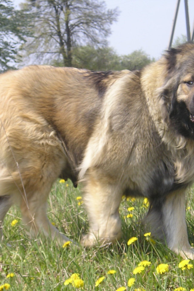 Большая Кавказская овчарка в поле