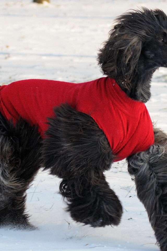 Чёрная афганская борзая бежит по снегу