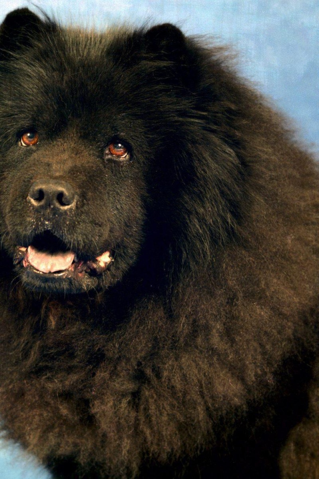 Черный чау-чау