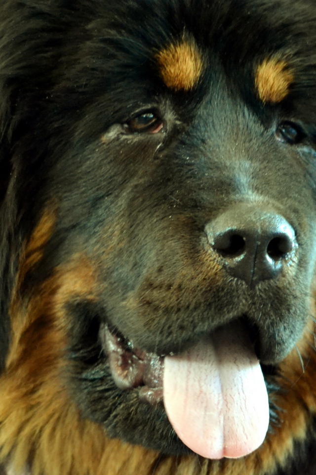 Черный Тибетский мастиф крупным планом