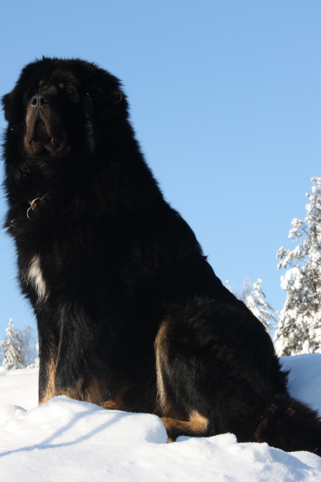 Черный Тибетский мастиф на горе