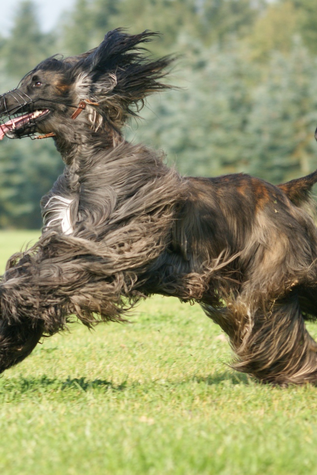 Чёрная афганская борзая во время бега