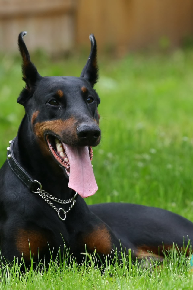 Черный доберман и мяч