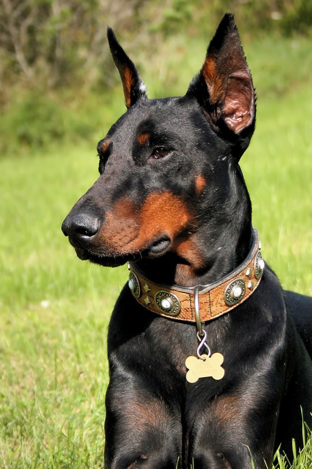 Черный доберман в лесу