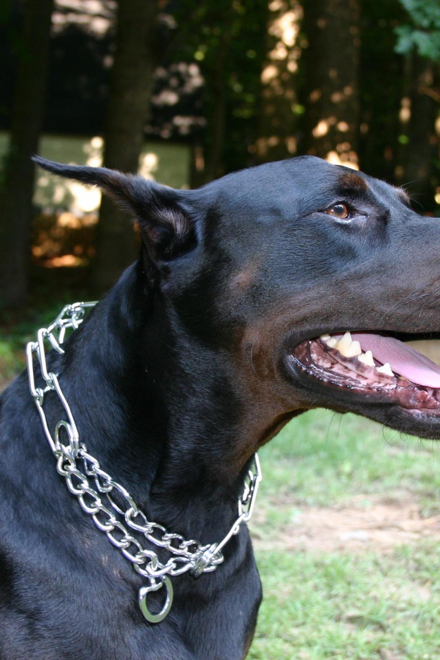 Черный доберман с металлической цепью