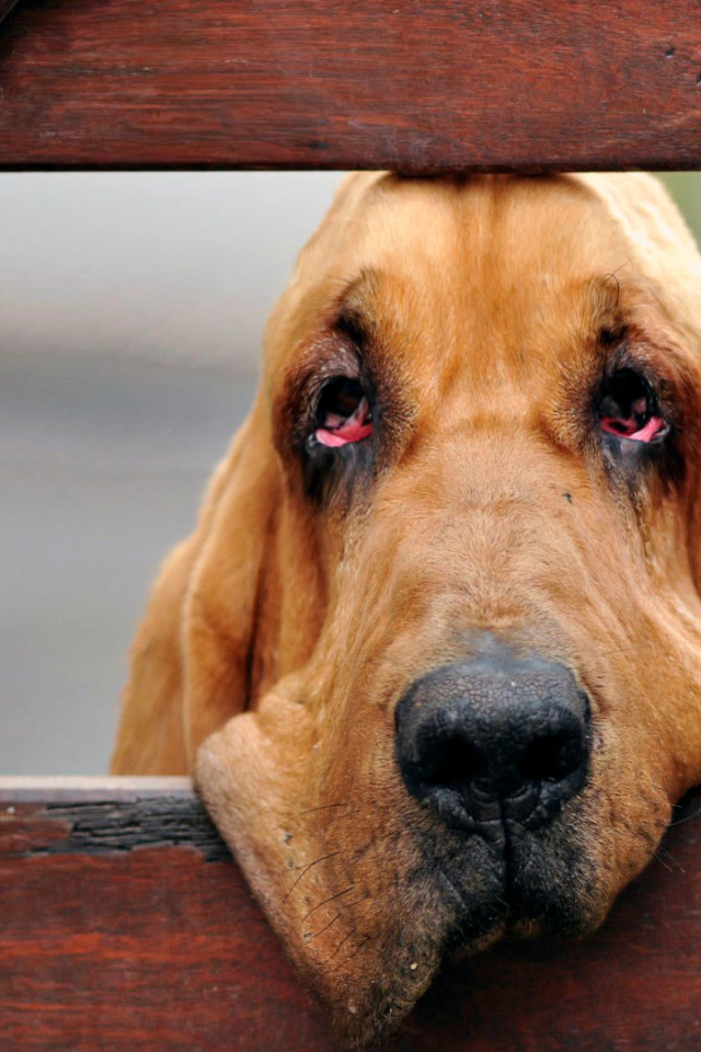 Бладхаунд загрустил