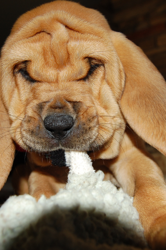 Щенок бладхаунда что-то грызёт