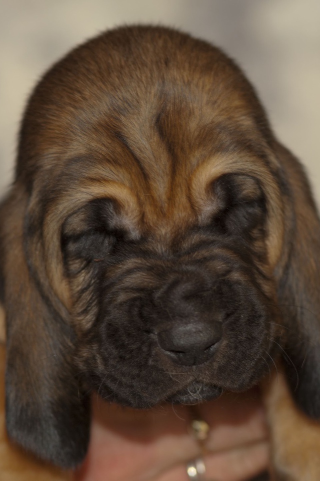 Щенок бладхаунда сладко уснул