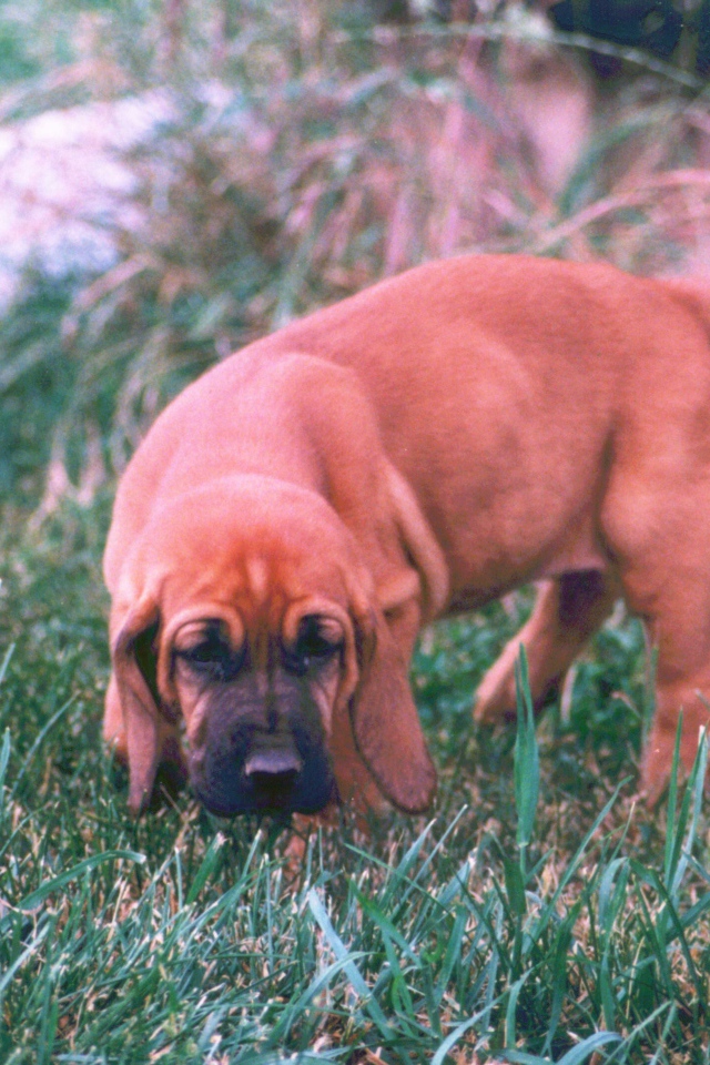 Щенок бладхаунда взял след