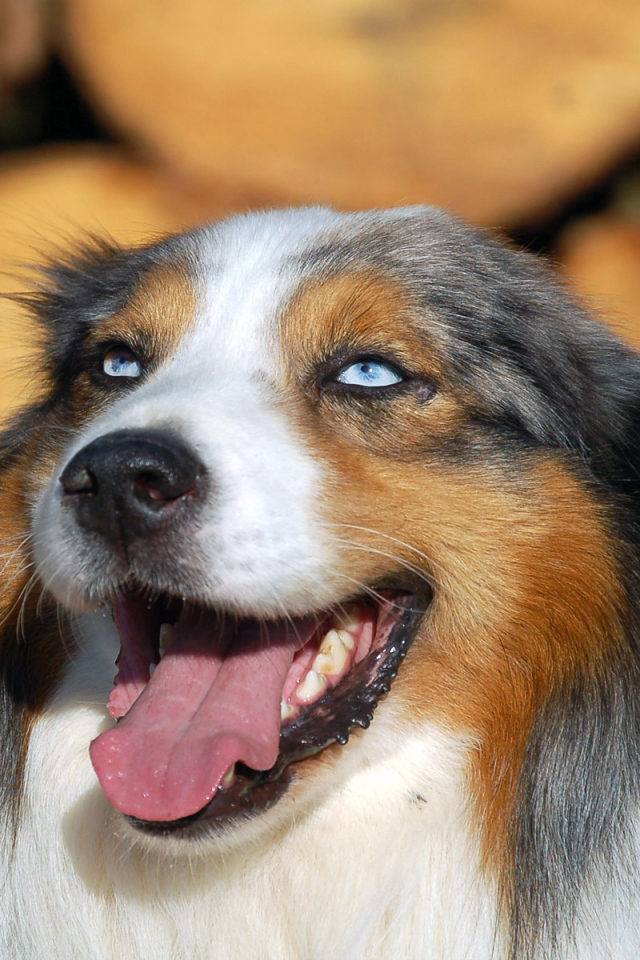 Голубоглазая австралийская овчарка