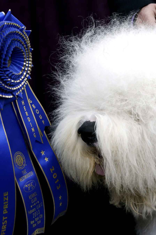 Собака породы бобтейл и её награда