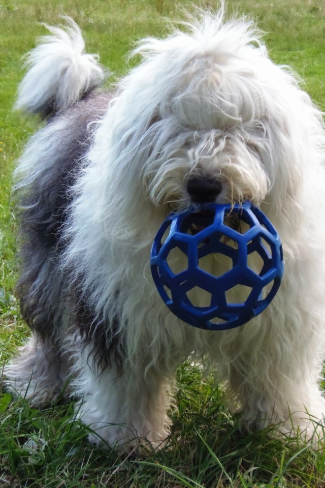 Собака породы бобтейл с игрушкой