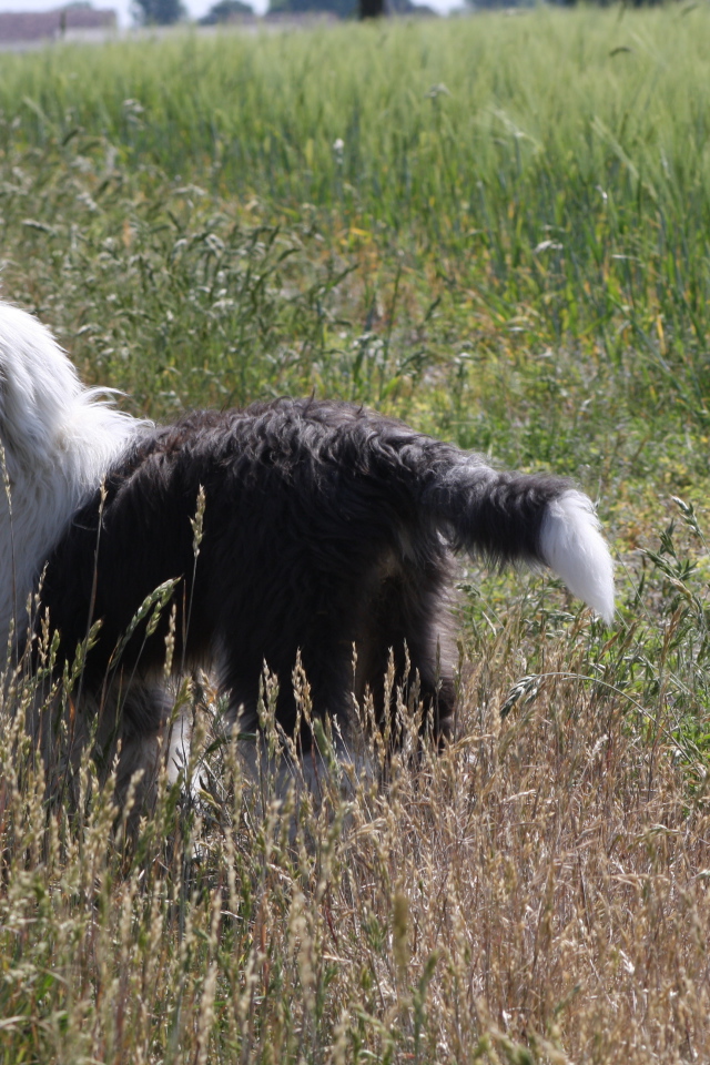 Собака породы бобтейл стоит в поле