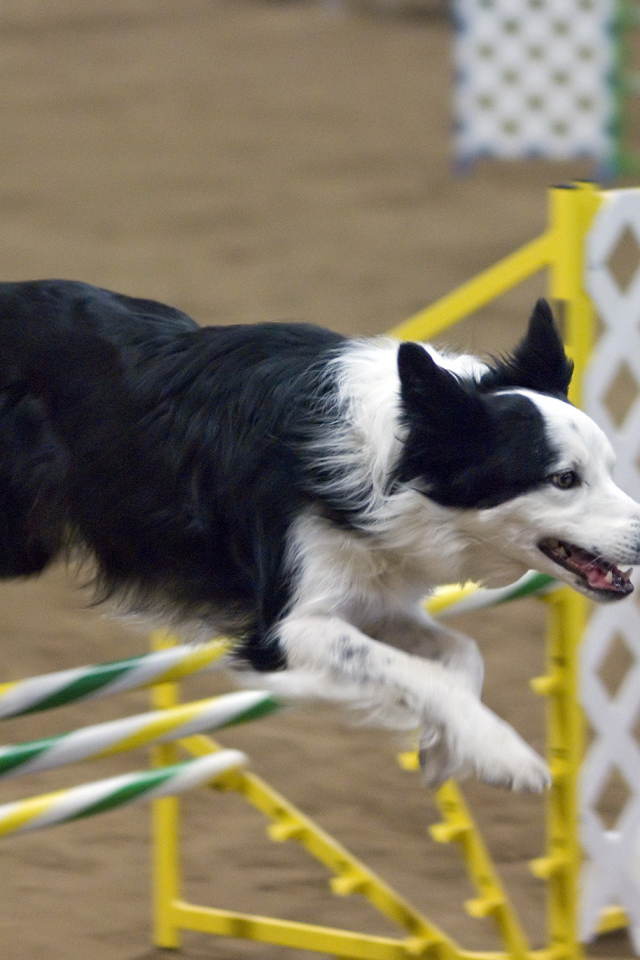 Бордер-колли выполняет команду барьер