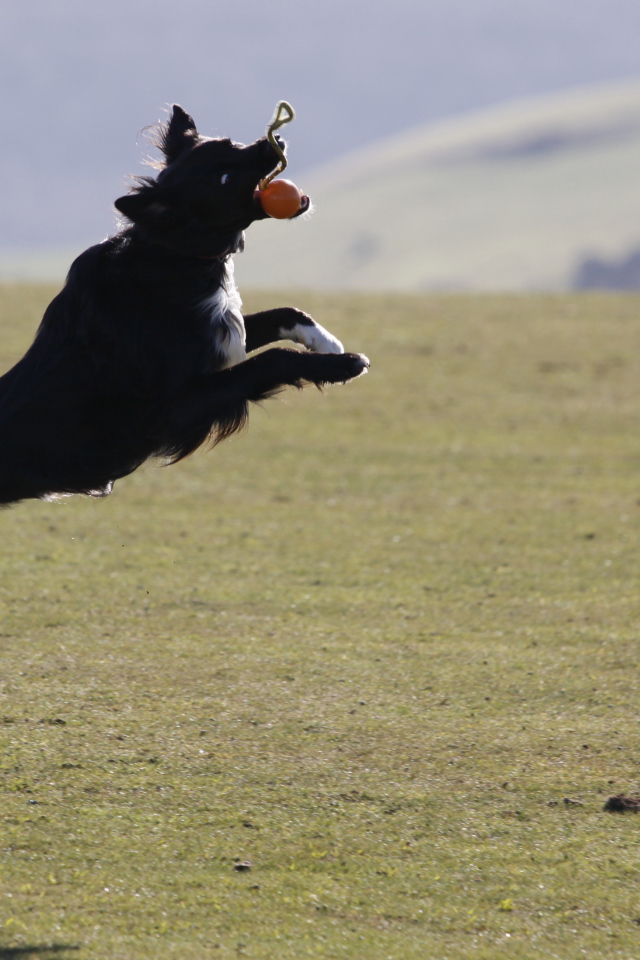 Бордер-колли в прыжке