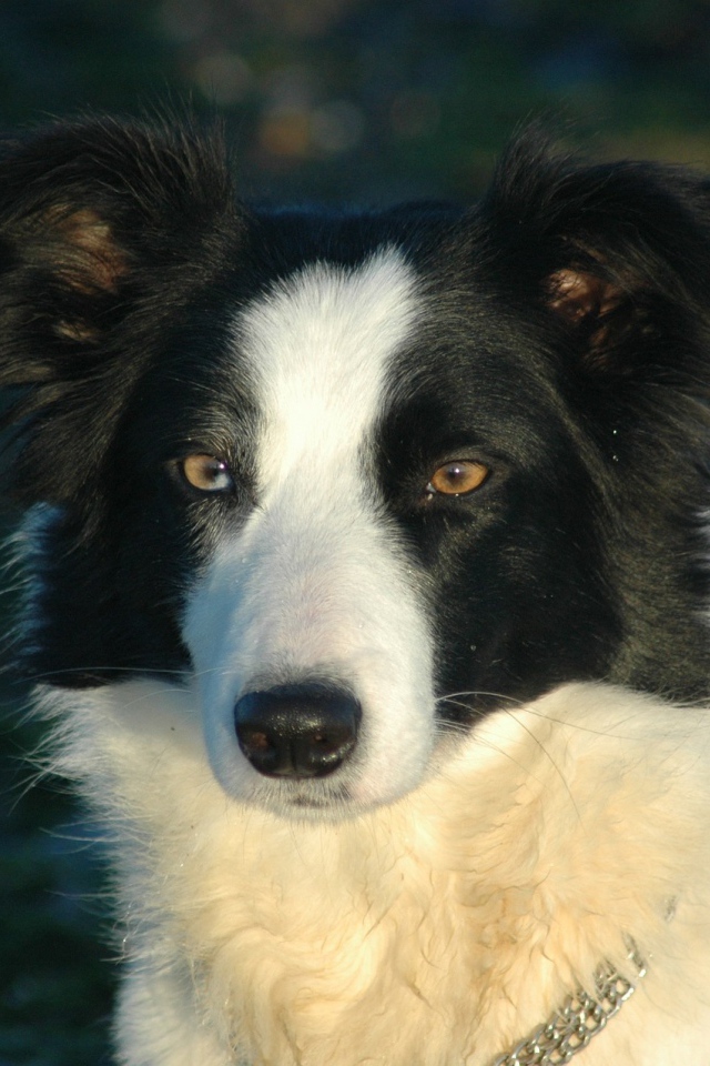 Бордер-колли на тёмном фоне