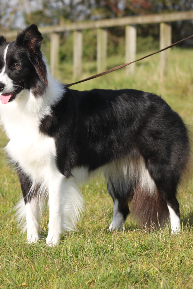 Бордер-колли на поводке