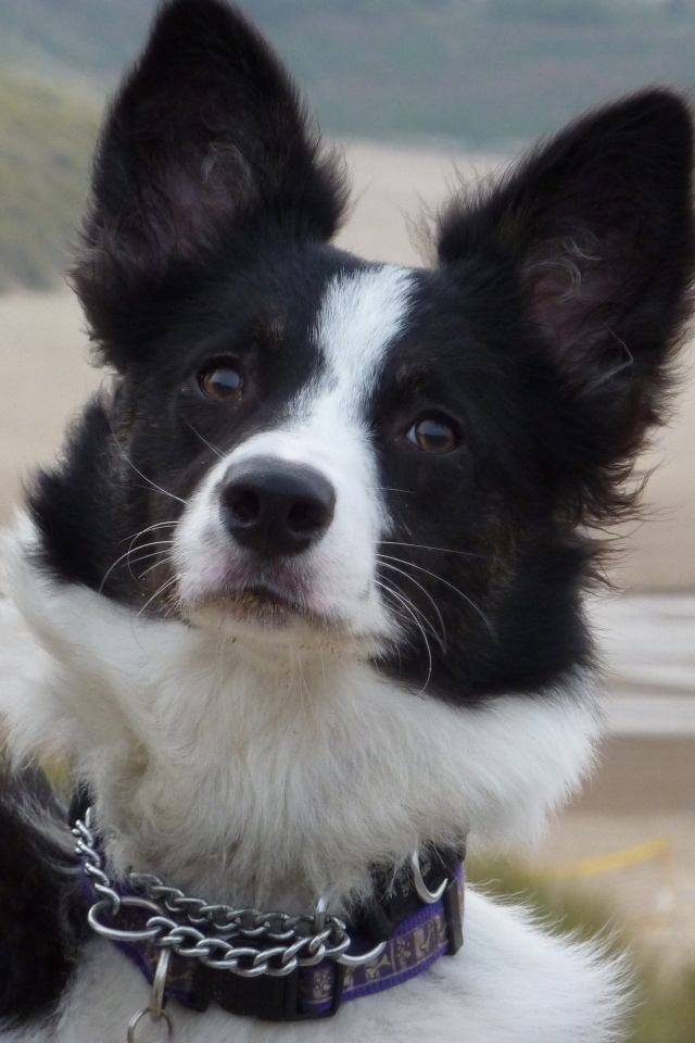 Бордер-колли на фоне пляжа