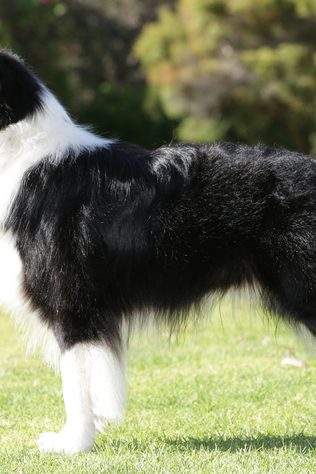 Бордер-колли на лужайке