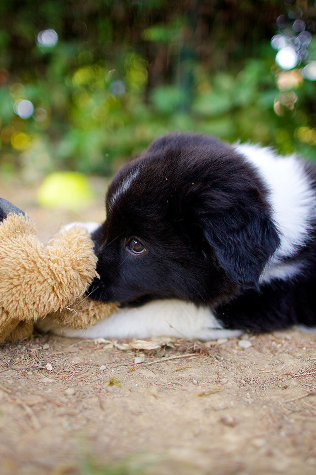 Щенок бордер-колли лежит с игрушкой