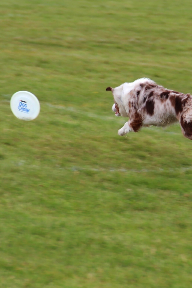 Бордер-колли бежит за фрисби