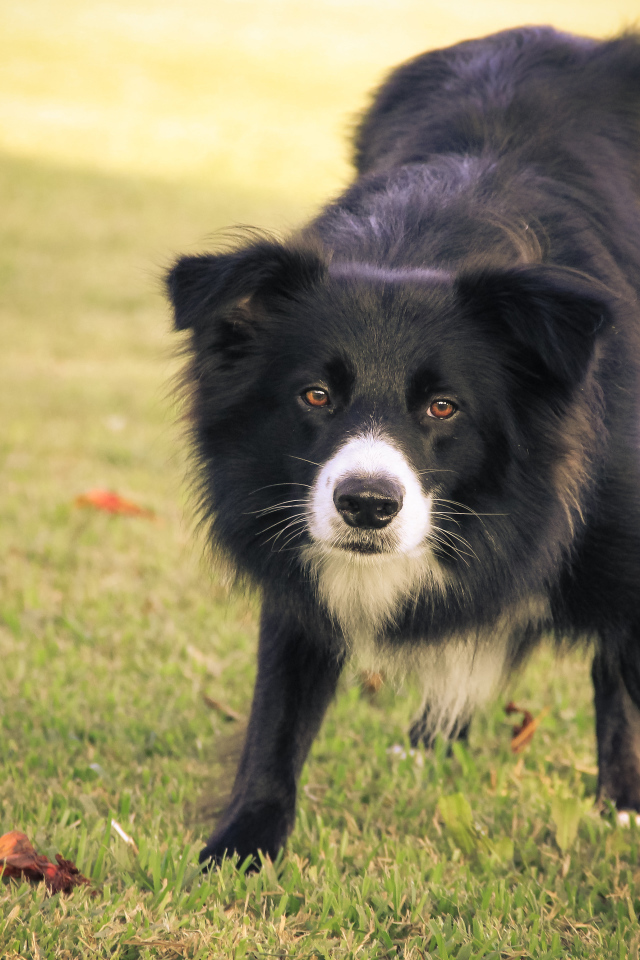 Бордер-колли что-то увидела