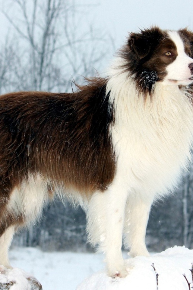 Бордер-колли стоит на сугробе